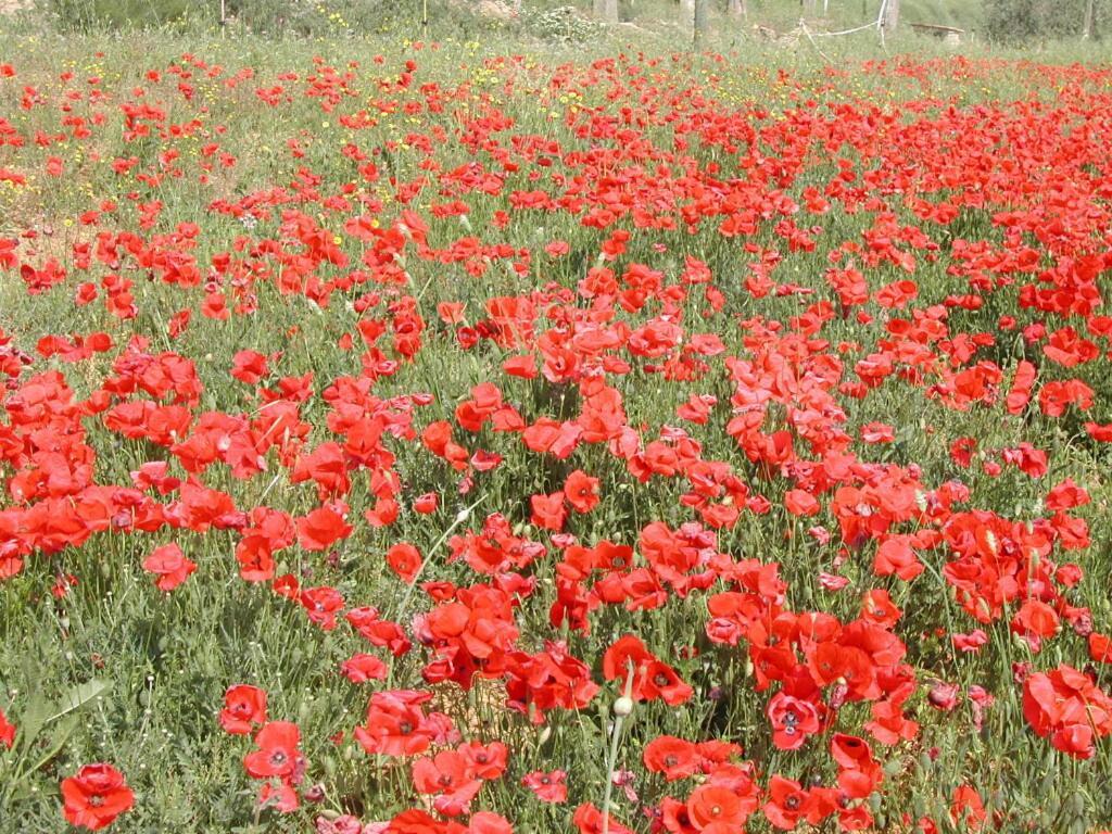 Agriturismo Selvella Radicofani Luaran gambar